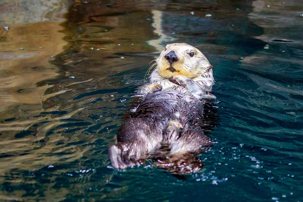 Otter di mare in acqua — Foto Stock