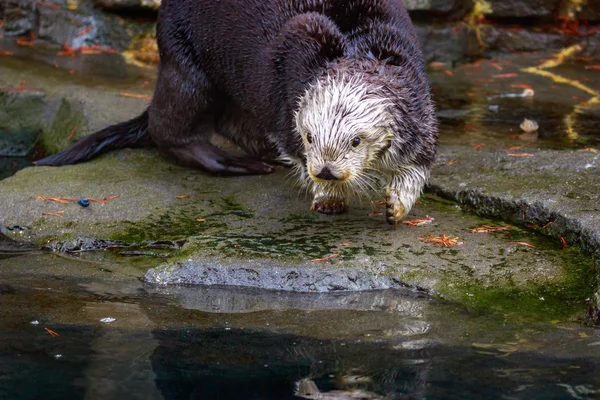 Otter de mar en tierra —  Fotos de Stock