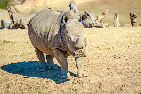 Southern White Rhinoceros — Stock Photo, Image