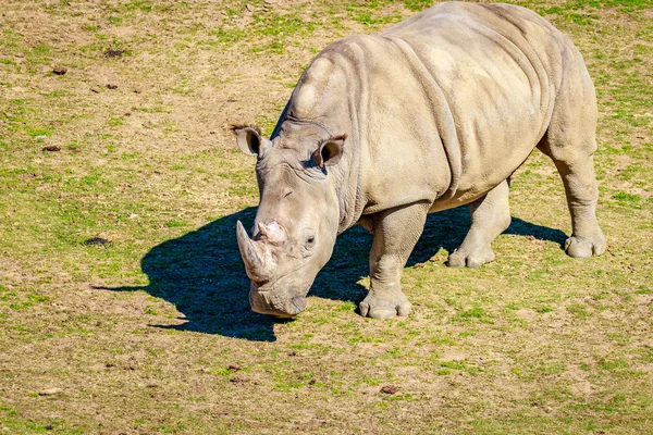 Южный белый носорог — стоковое фото