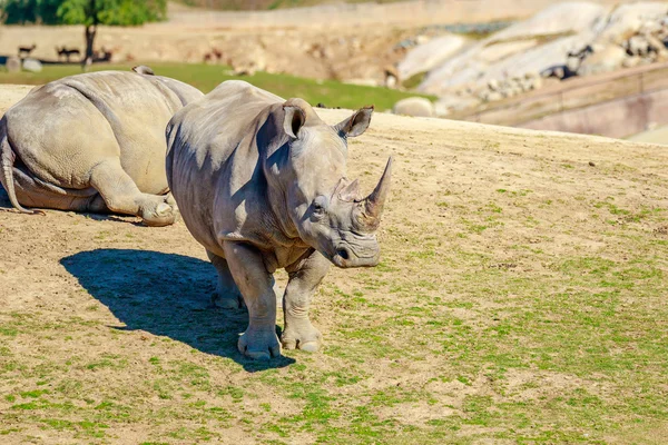 Südliches Breitmaulnashorn — Stockfoto