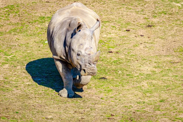 Południowej nosorożec biały — Zdjęcie stockowe