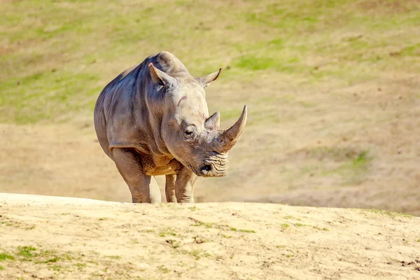 Rhinocéros blanc du Sud — Photo