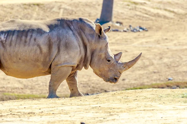 Rinoceronte blanco del sur — Foto de Stock