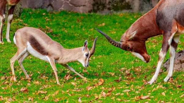 스 페 키가 젤 headbutt Bontebok 영양으로 — 스톡 사진