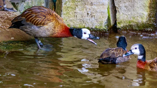 White-faced Whistling Duck — Stock Photo, Image