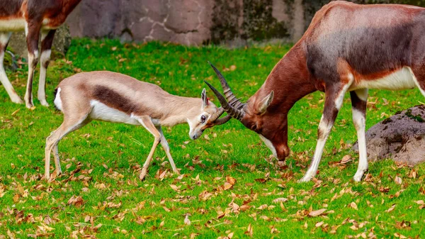 Parlez tête de gazelle avec Bontebok Antelope — Photo