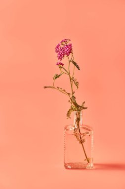 Bir sürahinin içinde duran pembe yarrow çiçeği. Pembe arka planda buket ipliği. Boşluğu kopyala