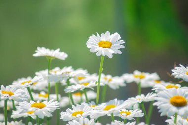 Papatya tarlası. Güneşli bir günde çayırda bir sürü yaz çiçeği