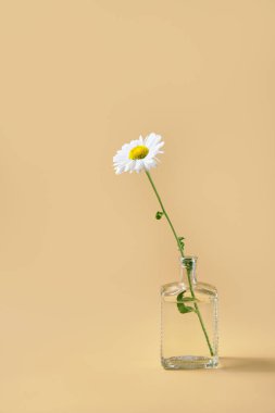 Su dolu cam vazoda taze papatya çayı. bej arkaplan