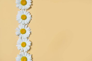 Bej arka planda taze papatya çayı. Boşluğu kopyala