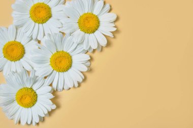 Bej arka planda taze papatya çayı. Boşluğu kopyala