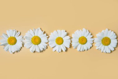 Bej arka planda taze papatya çayı. Boşluğu kopyala