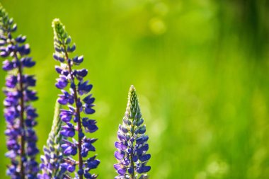 Arazide çiçek açan lupinus polyphyllus
