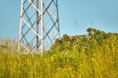 Çiçekli ve uzun yeşil çimenli kulenin metal elektrik parçası.