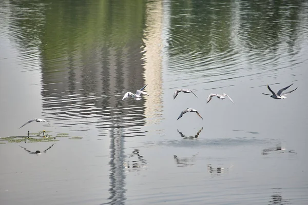 Martı sürüsü gölün üzerinde uçuyor.