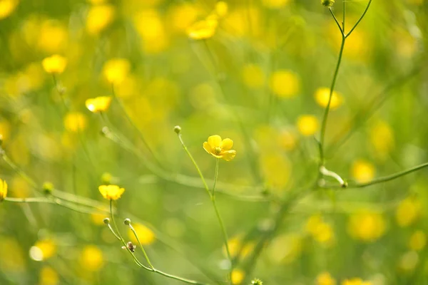 Żółty Kwiat Ranunculus Acris Polu — Zdjęcie stockowe