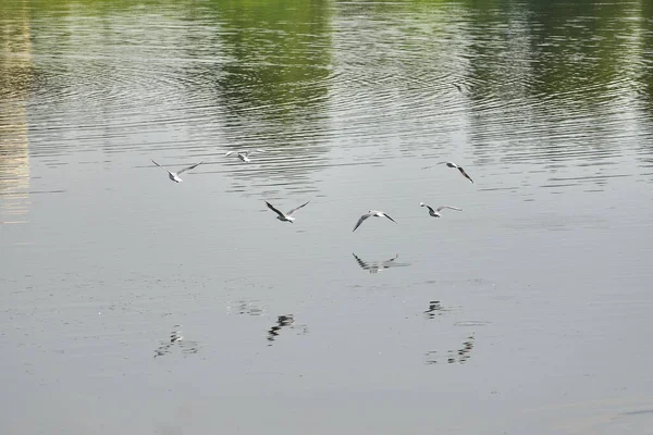 Rebanho Gaivotas Estão Voando Sobre Lago — Fotografia de Stock