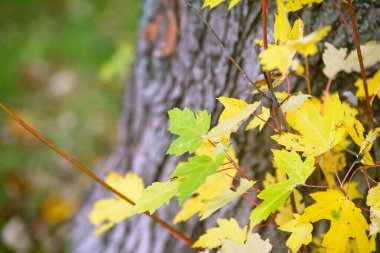 Sarı ve yeşil akçaağaç yaprakları