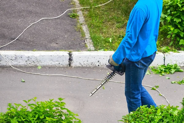 işçi çalı budama aracı tutuyor