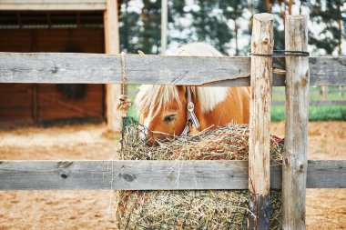 Çiftlikte saman yiyen güzel at