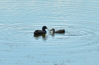 Fulica atra gölde yüzer.