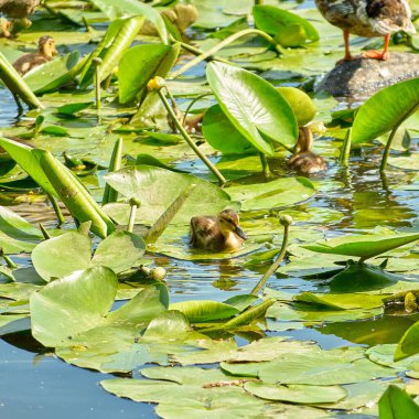 Su zambaklarıyla göldeki küçük ördeğin portresi.