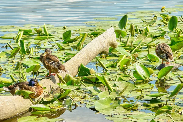 Bando Patos Lagoa Com Plantas Lírio Água — Fotografia de Stock