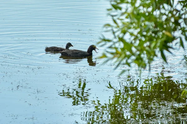 Fulica Atra Swives Lake — стоковое фото