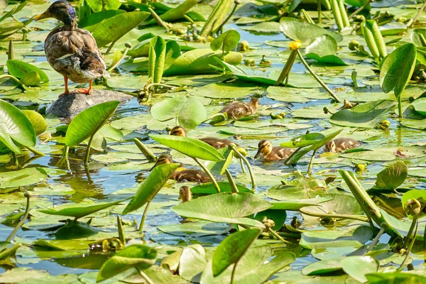 Bando Patos Lagoa Com Plantas Lírio Água — Fotografia de Stock