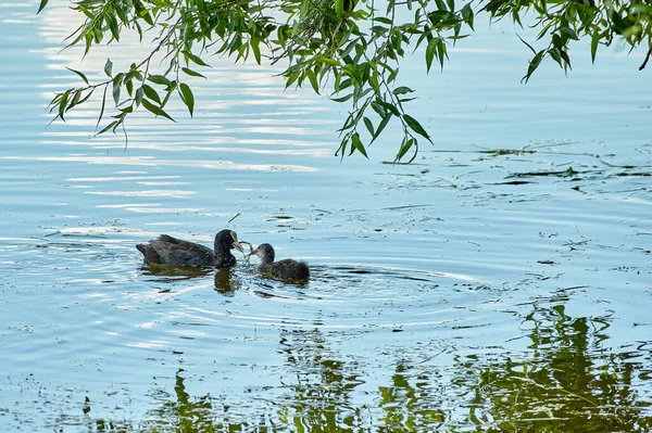 Fulica atra gölde yüzer.