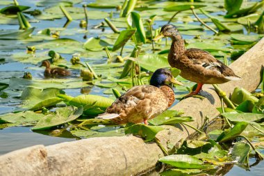 Nilüfer çiçekleri ile gölde ördek sürüsü