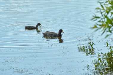 Fulica atra gölde yüzer.