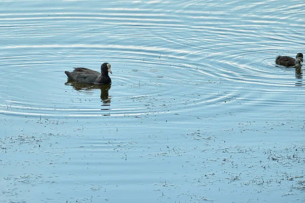 Fulica Atra Nada Lago — Fotografia de Stock