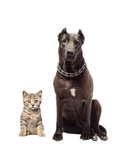 Staffordshire terrier och kattunge skotska rakt sittande tillsammans — Stockfoto