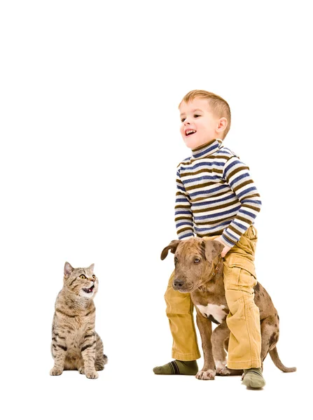 Lycklig pojke leker med en valp pitbull och katt — Stockfoto