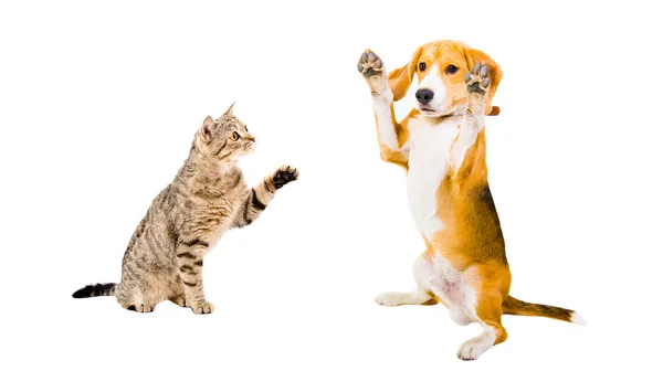 Juguetón Beagle perro y gato Scottish Straight — Foto de Stock