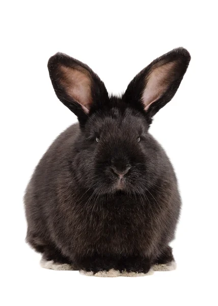 Portret ładny czarny królik — Zdjęcie stockowe