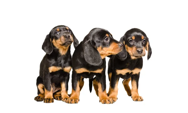 Três cachorros da raça Slovakian Hund — Fotografia de Stock