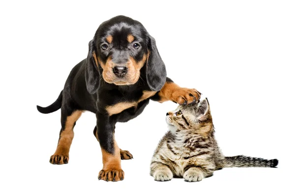 Pençe başında bir kedi ile köpek yavrusu ayakta — Stok fotoğraf