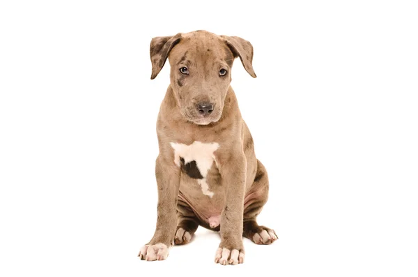 Portrait of a cute pit bull puppy — Stock Photo, Image