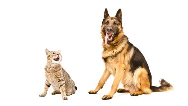 Alman çoban köpeği ve komik İskoç düz kedi