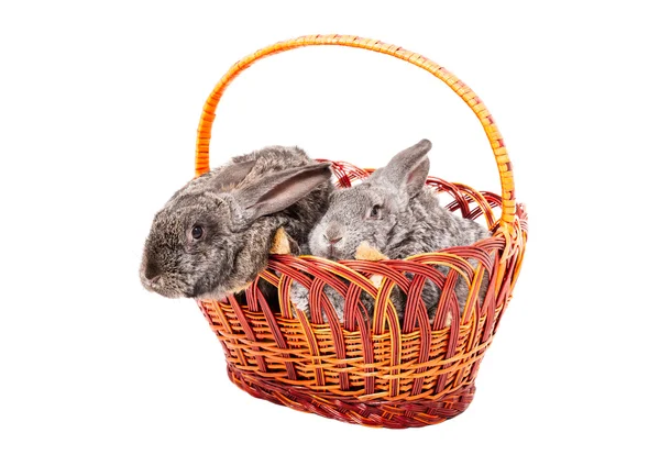 かごの中の 2 つのウサギ — ストック写真