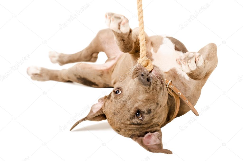 Pitbull puppy playing with a rope lying on his back