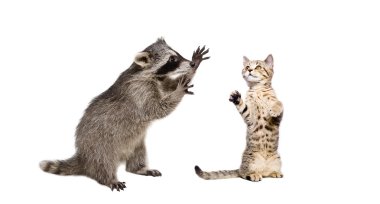 Oynak Rakun ve komik kedi İskoç düz
