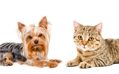 Portre kedi İskoç düz ve Yorkshire korkunç