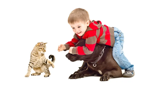 Criança, cão e gato brincando alegremente juntos — Fotografia de Stock