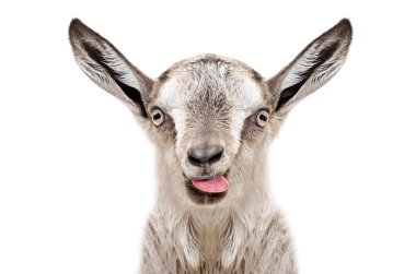 Dil Gösterilen komik gri goatling portresi