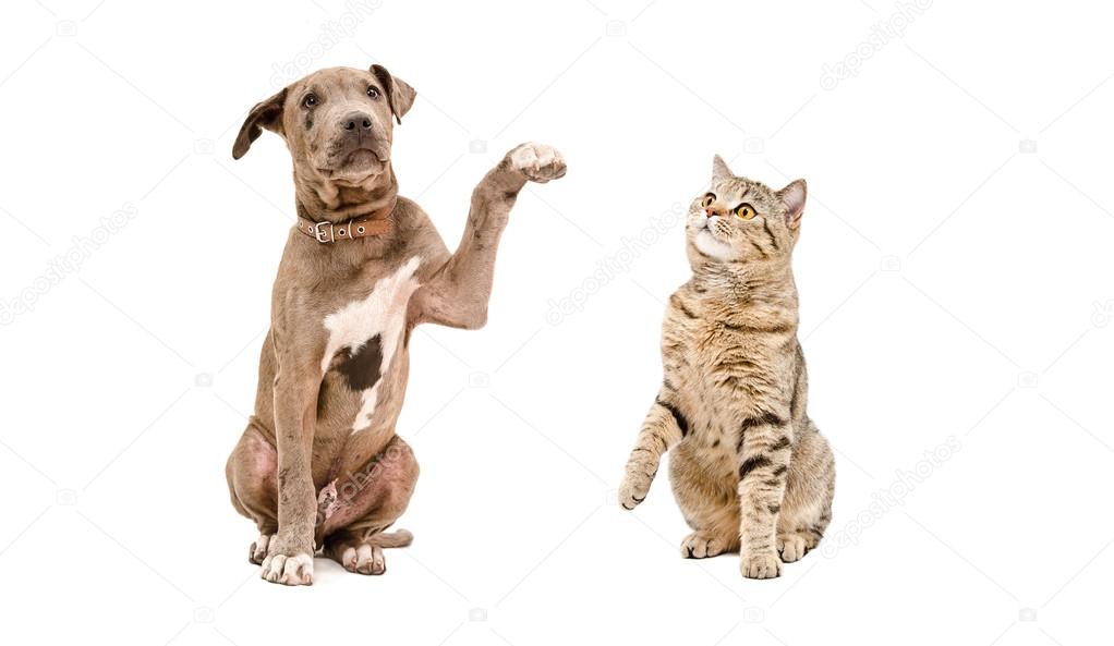 Funny puppy pit bull and cat