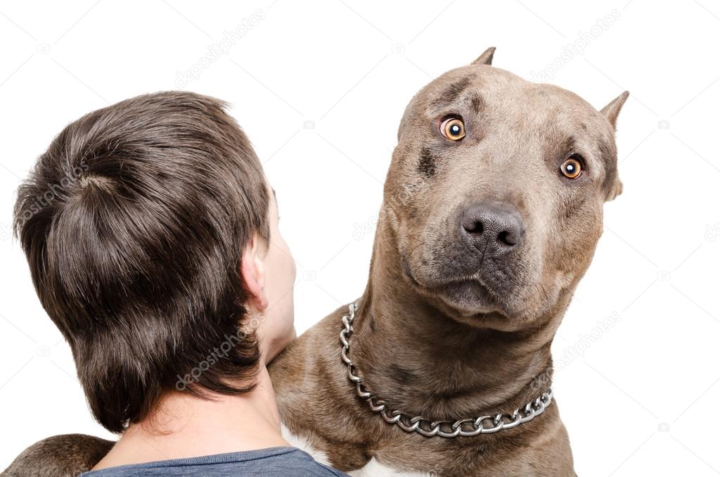 Portrait of a pit bull on the shoulder of a young man